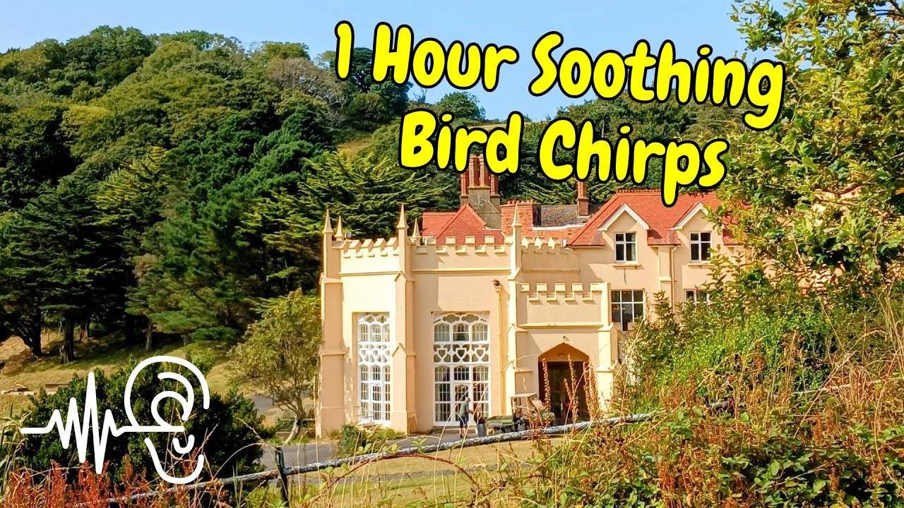 🌿 Soothing 1 Hour House Martin Chirps | ASMR Nature Sounds from Lee Abbey, Devon with Lee Bay 🕊️✨