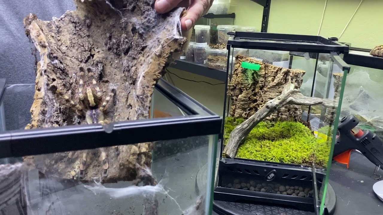 Poecilotheria formosa, Salem ornamental Rehouse and care