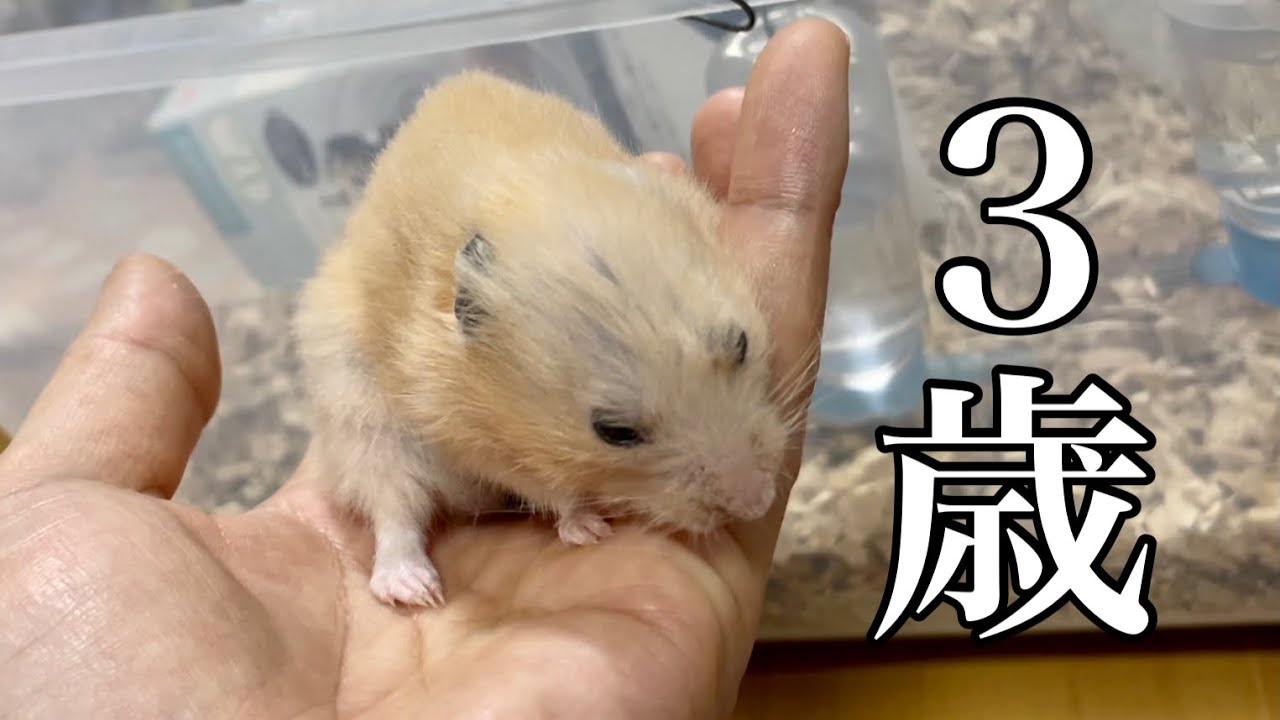 キンクマハムスターが３歳になりました