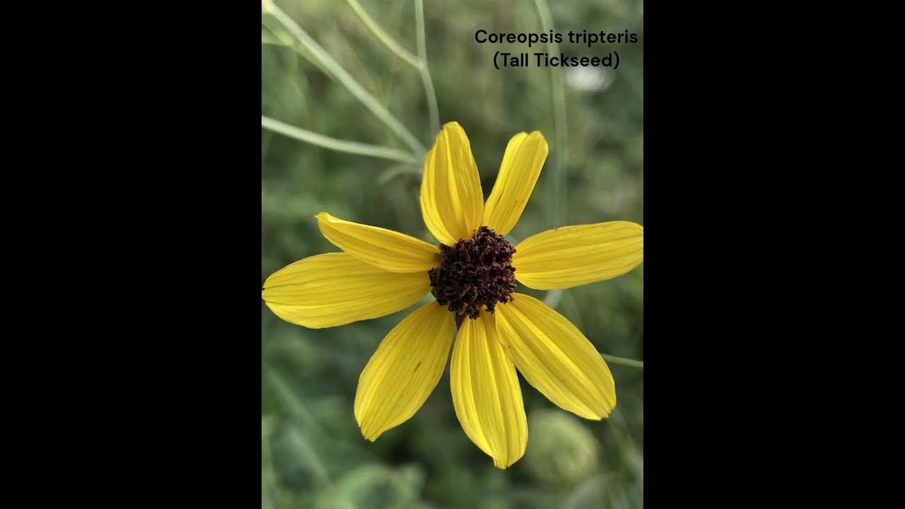Larix Collection Ep 2 Ojibway Prairie Native Flowers