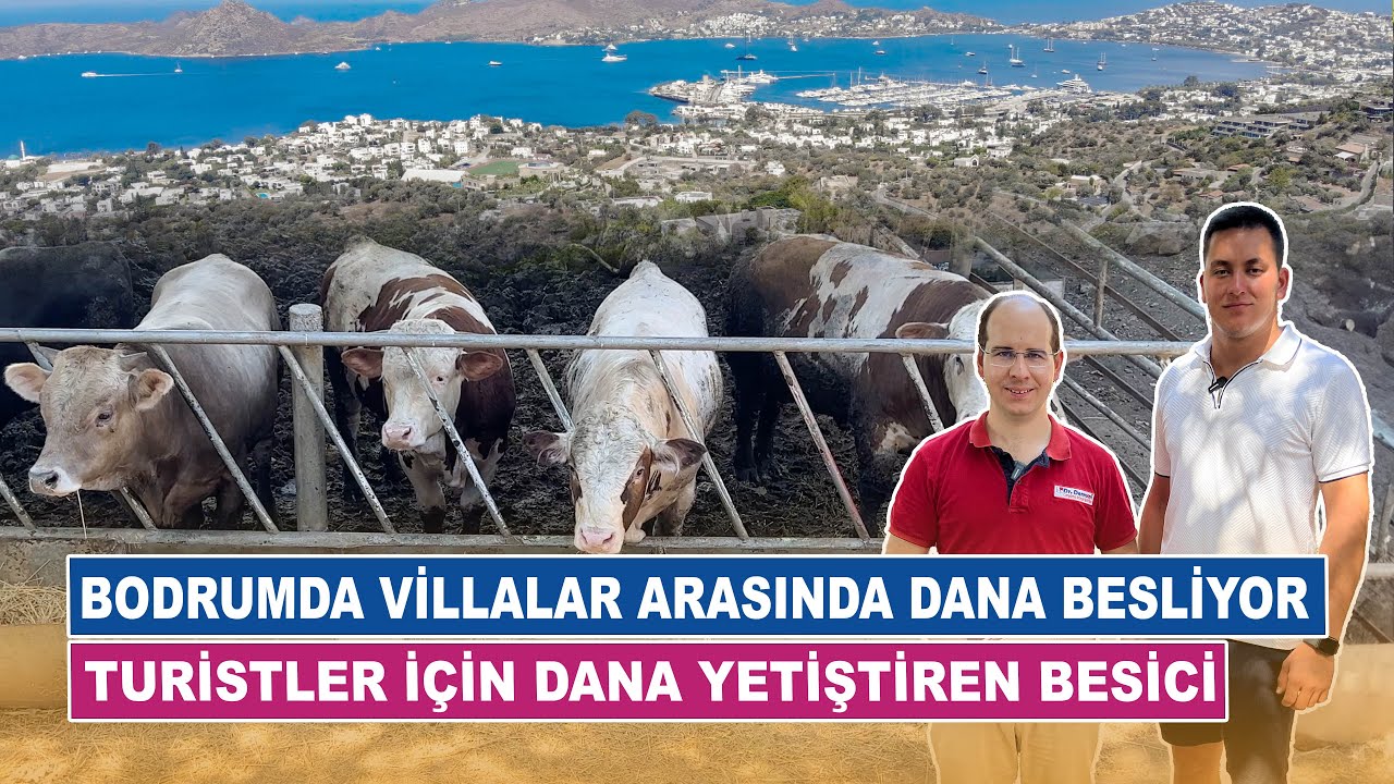Bodrumda Villalar Arasında Dana Besliyor | Turistler İçin Dana Yetiştiren Besici