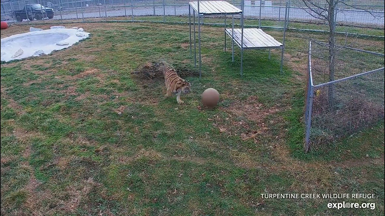 Max tiger has improved his ball skills over the holidays !
