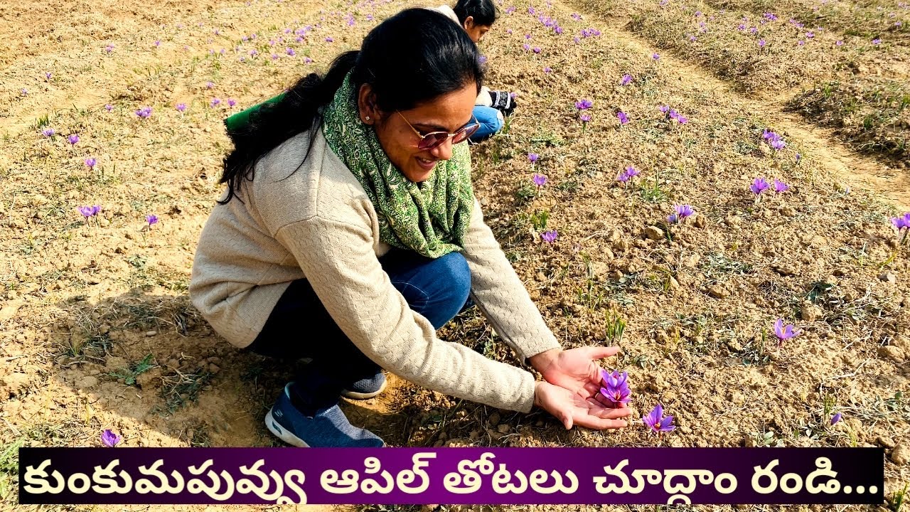 First Time In My Life కుంకుమపువ్వు తోటలు చూశా🤩Kashmir Special Saffron Fields Apple Orchadsll iSmart