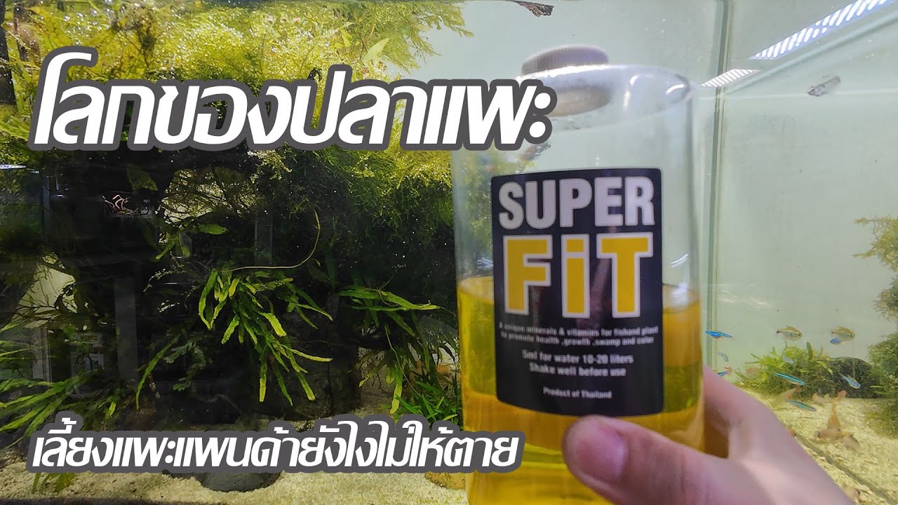 โลกของปลาแพะ : เลี้ยงแพะแพนด้ายังไงไม่ให้ตาย