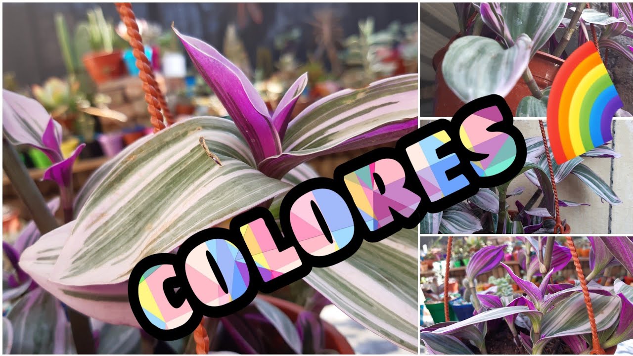 TRADESCANTIA TRICOLOR VARIEGATA, QUIEN DIJO COLORES 🌈