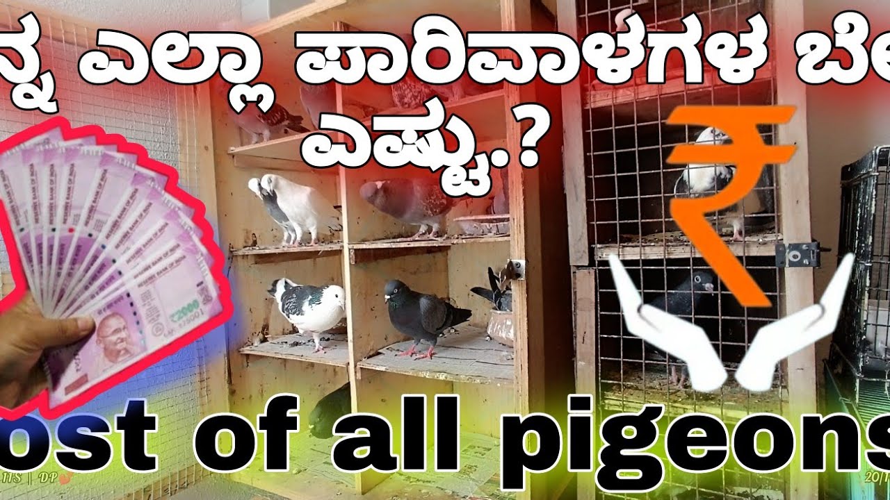 cost of my pigeons👀🥵//ನನ್ನ ಎಲ್ಲಾ ಪಾರಿವಾಳಗಳ ಬೆಲೆ ಎಷ್ಟು.??🤑//@dppigeonloft//kannada//ಕನ್ನಡ//