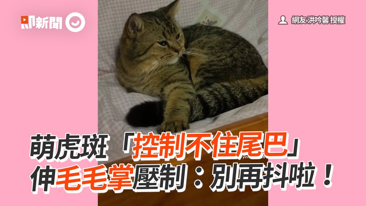 萌虎斑「控制不住尾巴」伸毛掌壓制：別再抖啦！｜寵物動物｜貓咪｜精選影片