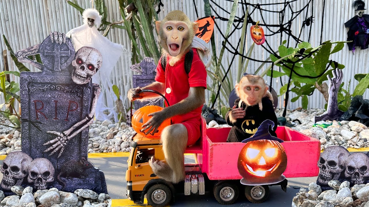 Bim Bim and monkey baby Obi participate in the Halloween festival and rescue ducklings