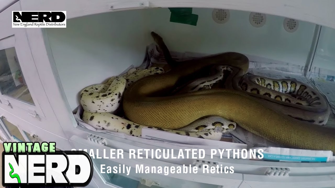 Smaller Reticulated Pythons - Easily Manageable Retics