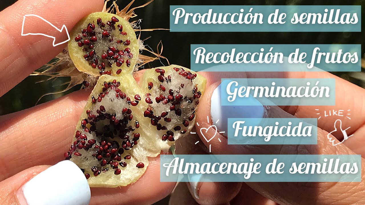 Cómo germinar semillas de cactus en 7 pasos 🌵