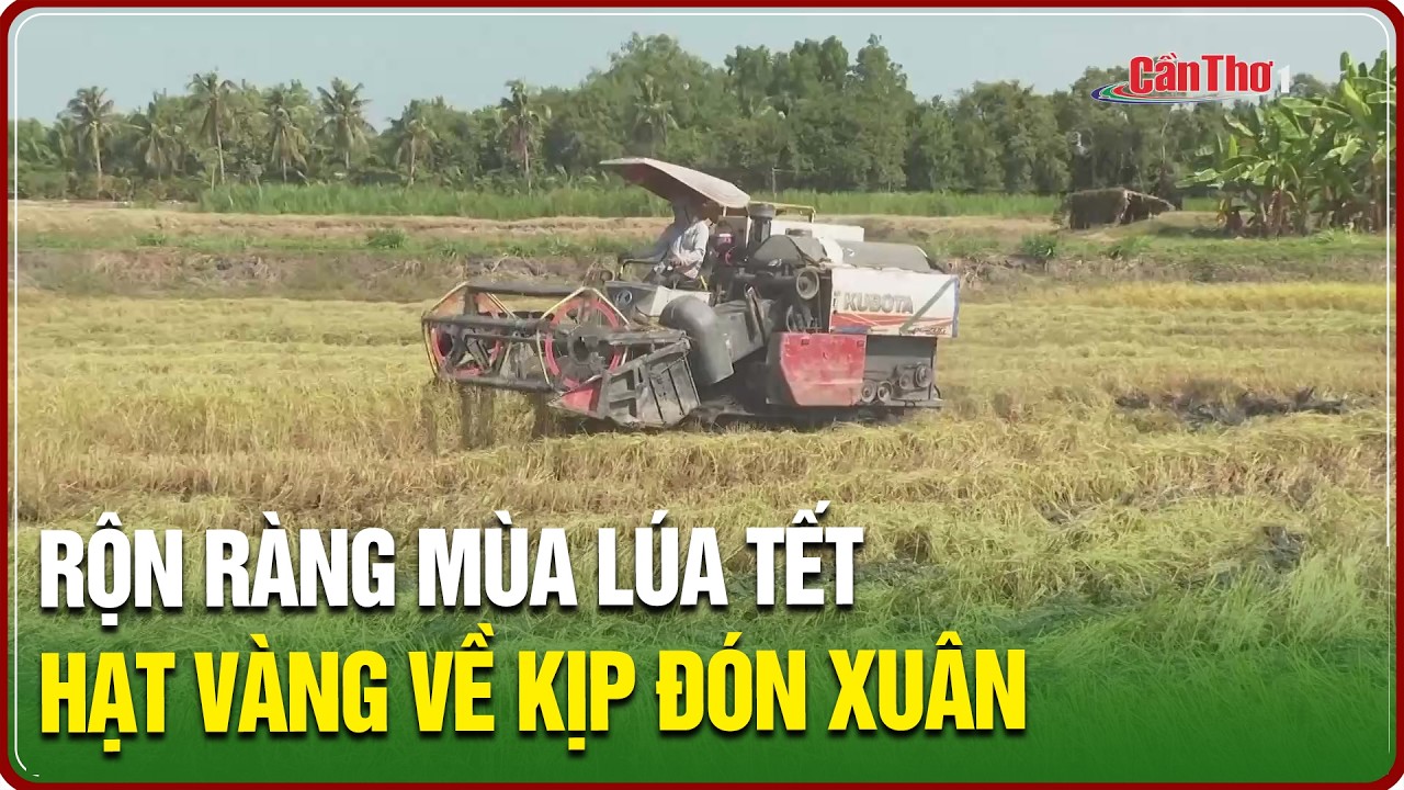 Rộn ràng mùa lúa Tết – hạt vàng về kịp đón xuân | NNST