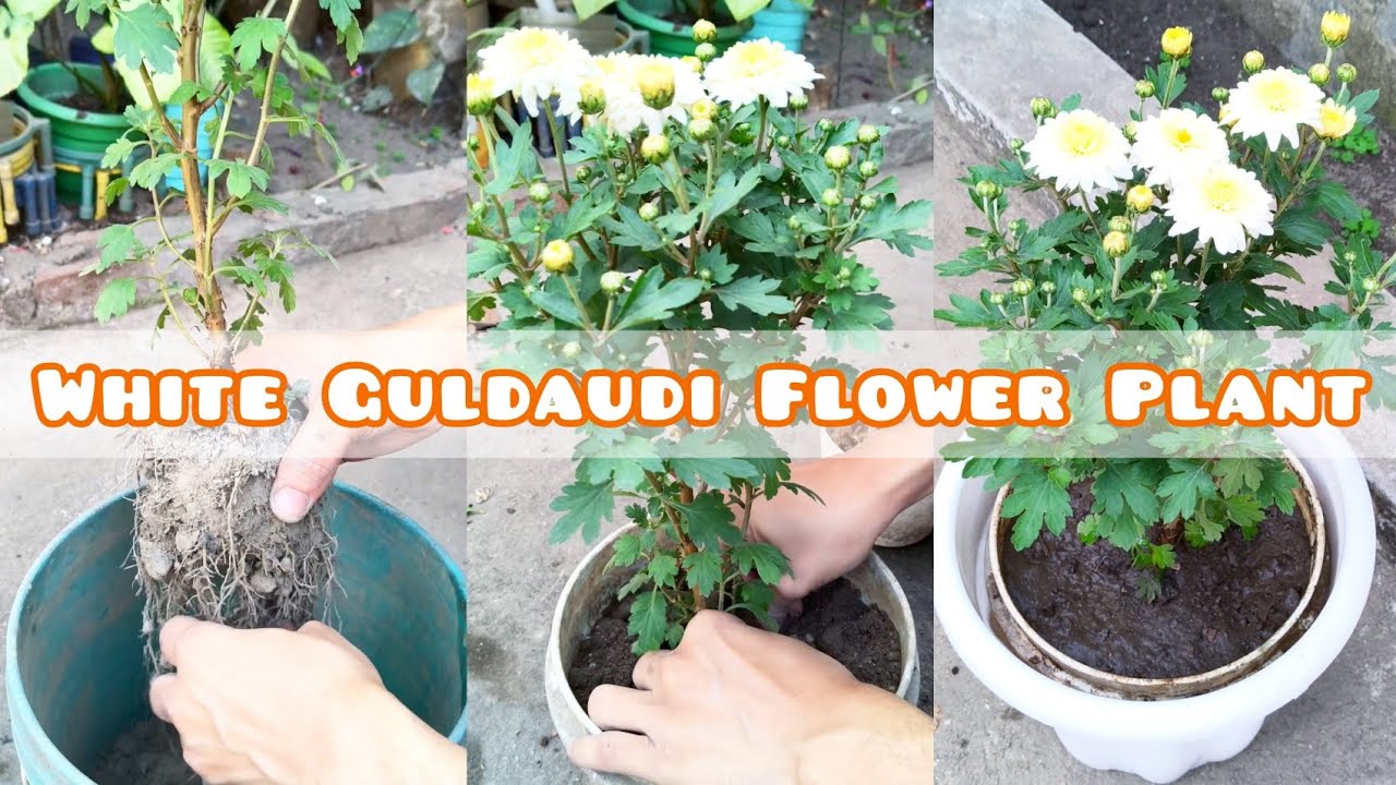 White Guldaudi Flower ✨🤍 New Plant 🪴 Peaceful Gardening 🍀😃 Vlog 32 📹 #garden #foryou #viralvideos