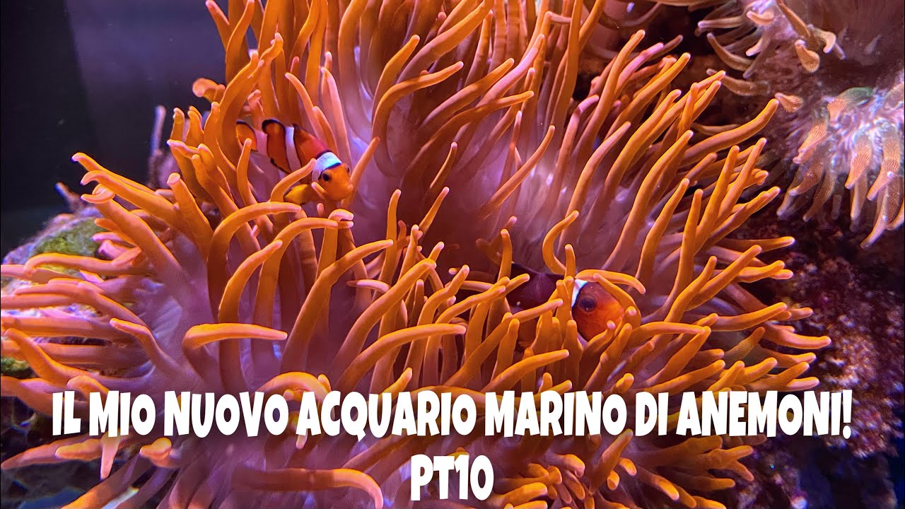 Il mio nuovo acquario marino di anemoni! Pt10 - sono arrivati gli ocellaris