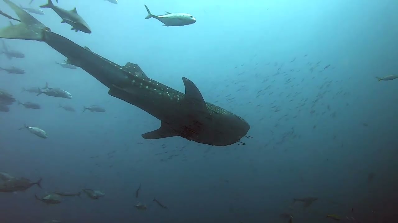 2025/11/3 - 6 NORTH ANDAMAN SHORT CRUISE MV KOON9