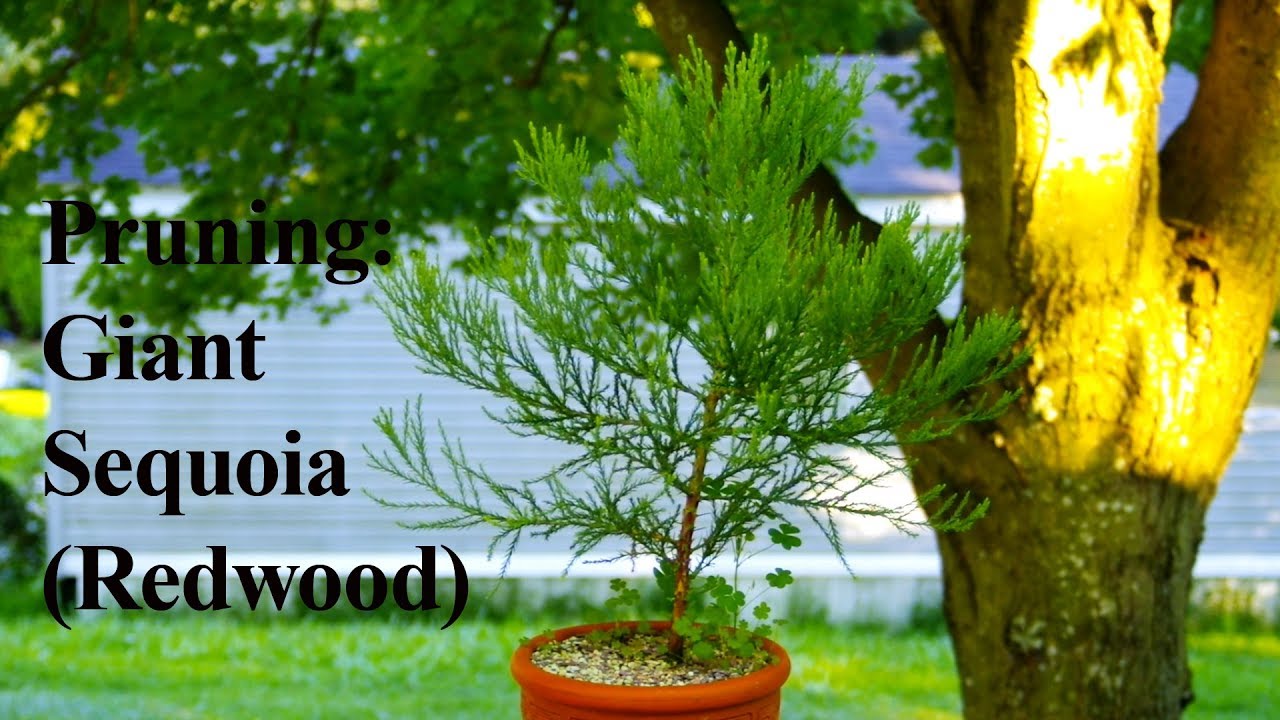 #11 - Pruning: Giant Sequoia