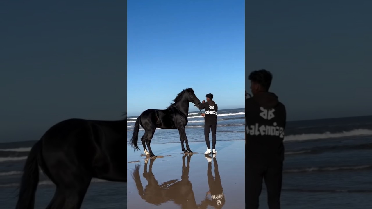 Who is Black Horse Lover ❤️🐎 #horse #black #viralshort #foryou