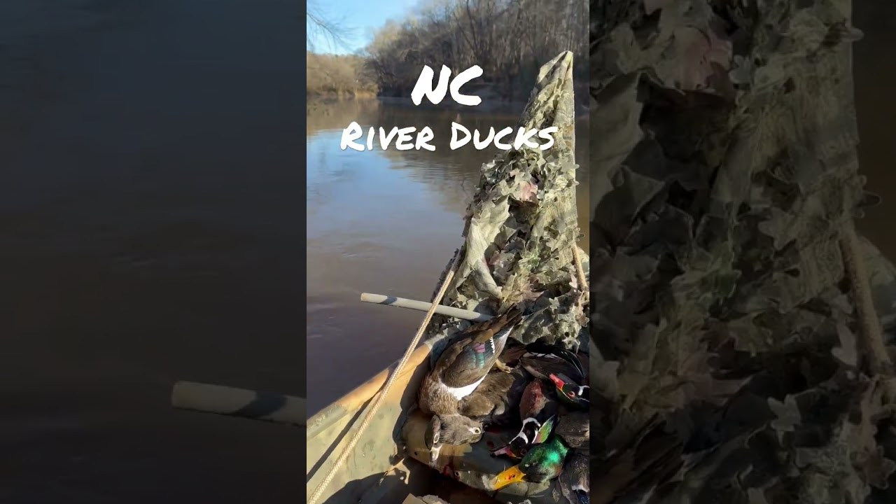 NC River Ducks !! #shorts #duckhunting #waterfowl