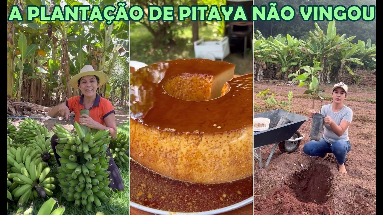 Cleide Lifestyle perdeu a plantação de pitaya + Colhendo banana e plantando laranja + Pudim de 9 kg