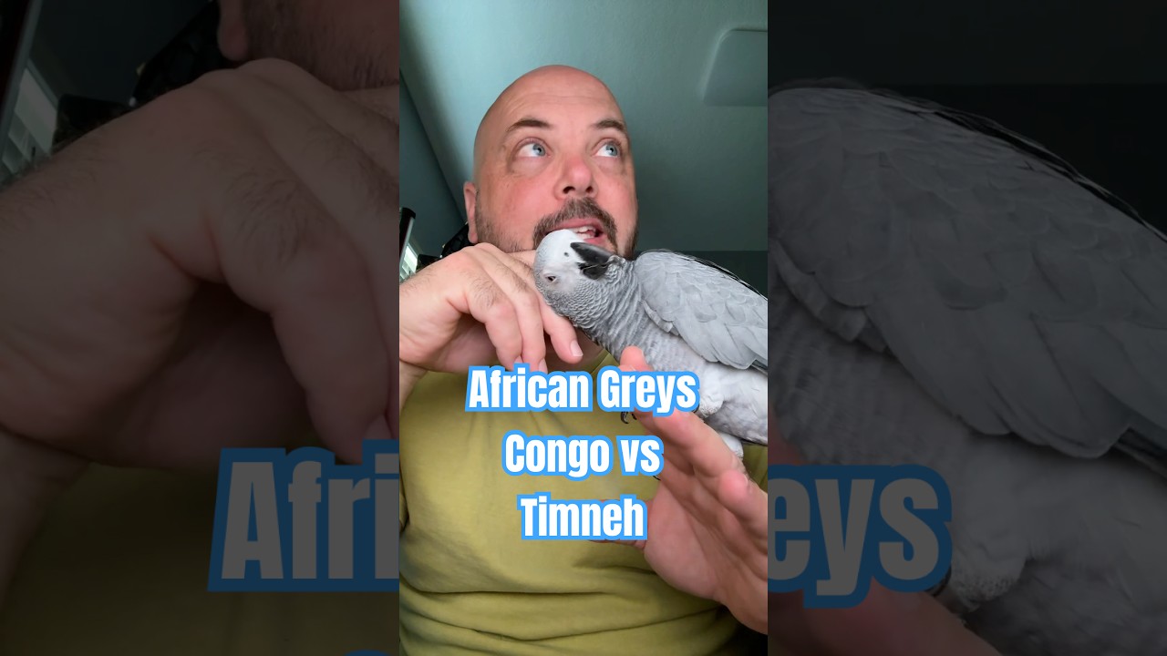 African Greys: Congo vs Timneh