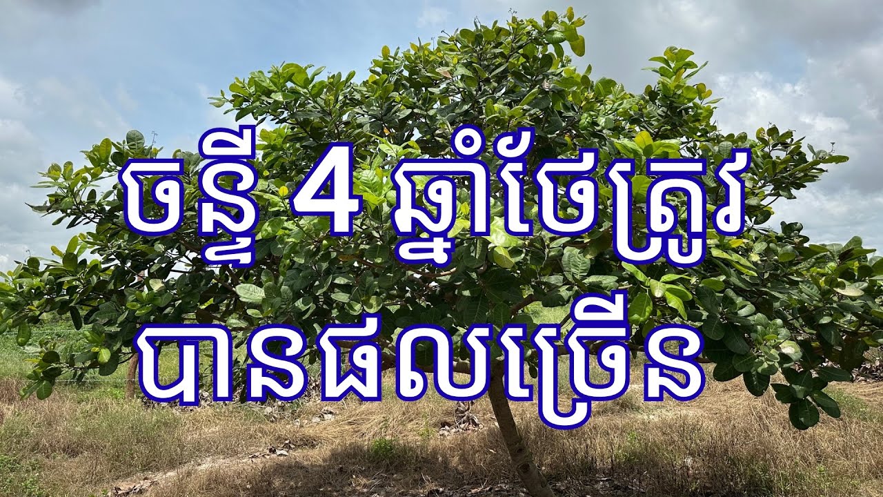 #ហាមដាច់ខាតកំជម្រុះស្លឹក បើចន្ទីនៅខ្ទង់ 4 រឺ 5 ឆ្នាំ