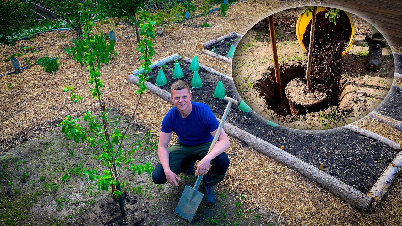 Obstbaum richtig pflanzen