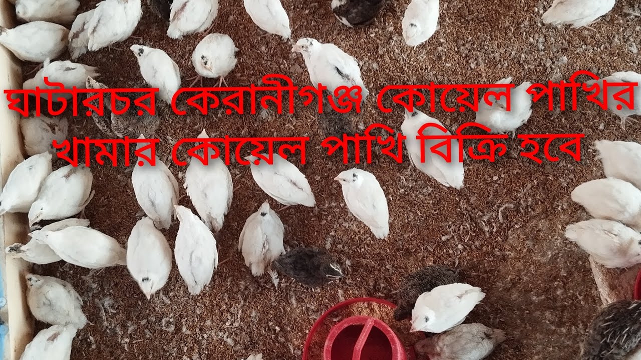 #ঘাটার চর কেরানীগঞ্জ কোয়েল পাখির ফার্ম কোয়েল পাখি বিক্রি হবে 