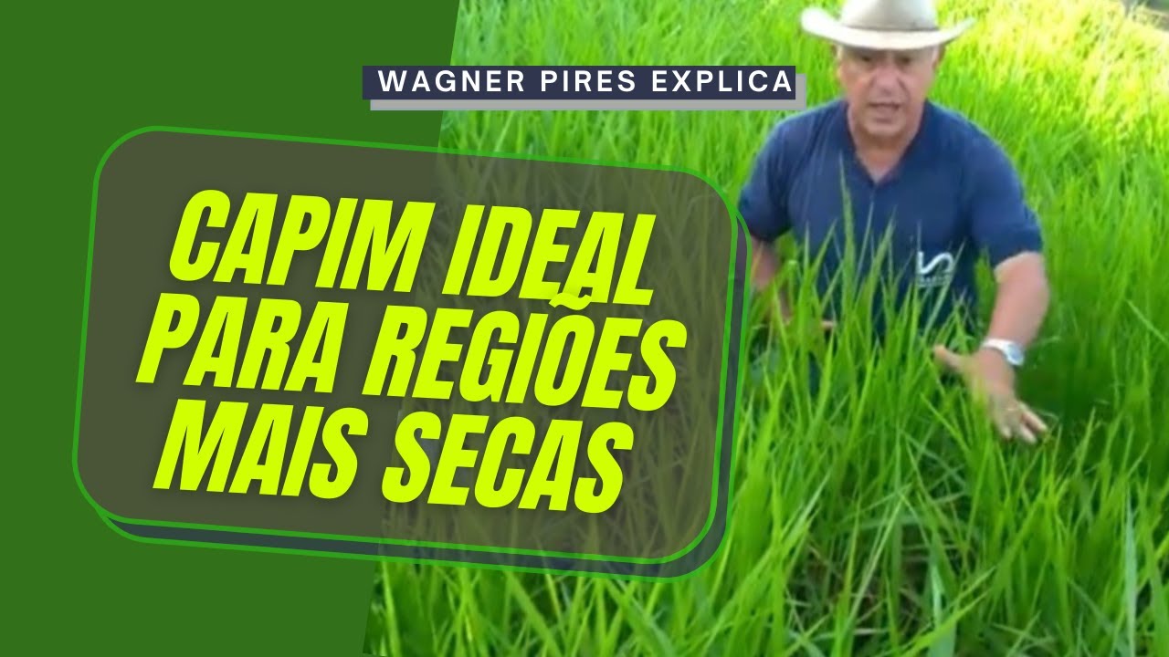 PAIAGU&Aacute;S: CAPIM IDEAL PARA REGI&Otilde;ES DE SECA!