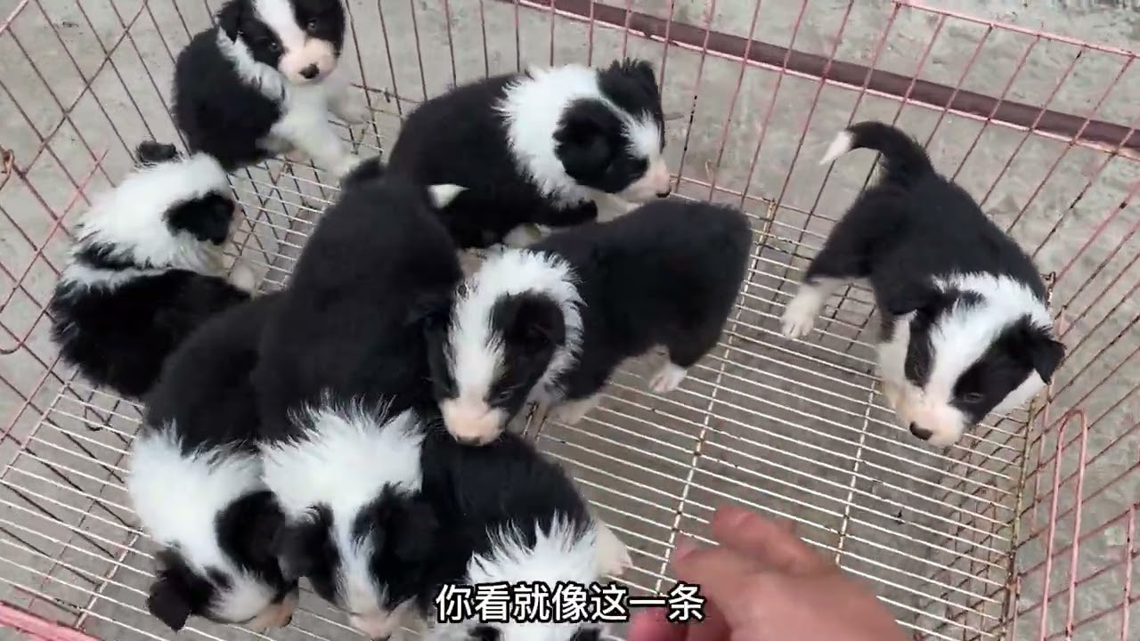宠物狗牧羊犬纯种边境牧羊犬多少钱一只赛级双血统边境牧羊犬多少