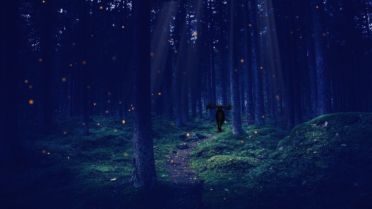 A Night in the Enchanted Forest ASMR Ambience