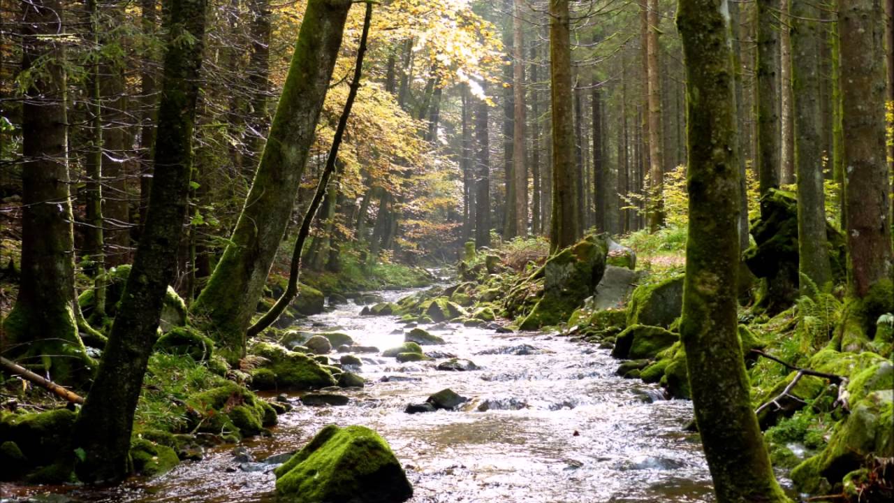 Boswandeling geleidemeditatie ontspanningsoefening