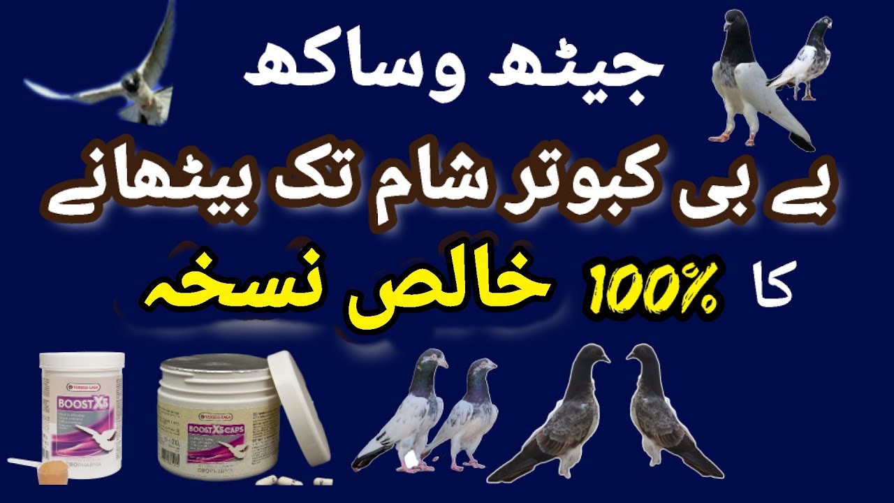 Boost x5 For Pigeons || Use & Benefits | Increase Pigeon Flying Time | Informative | پروازی نسخہ