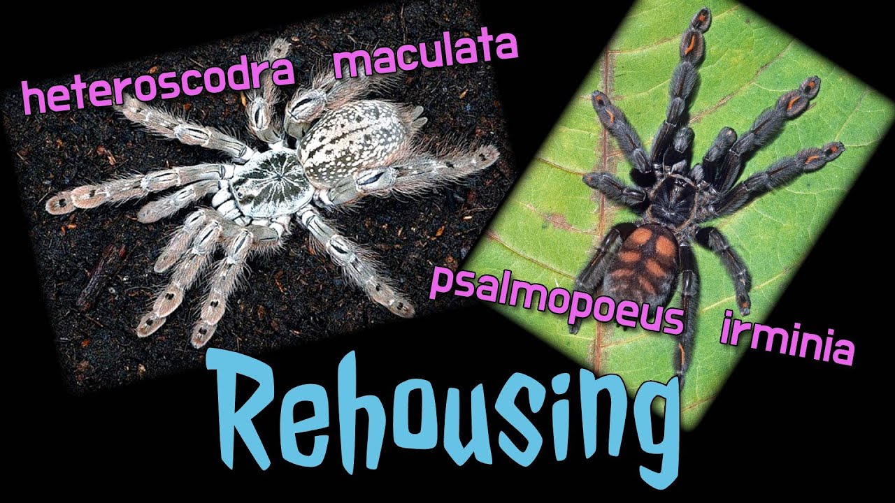 ⚠️ Rehousing ⚠️ - Psalmopoeus irminia & heteroscodra maculata