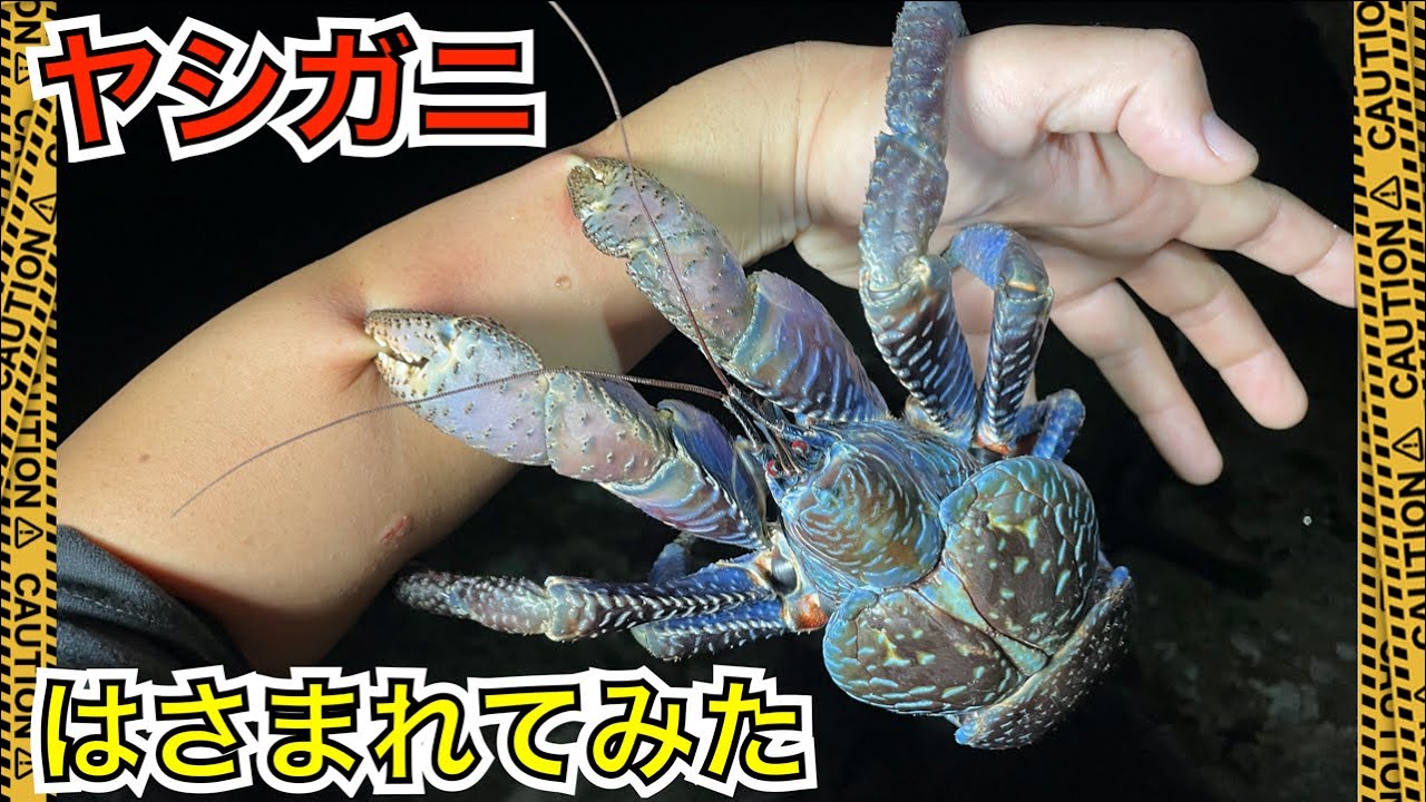 最強甲殻類『ヤシガニ』にはさまれてみた＆はさまれたときの対処法を編み出してみた coconut crab crashed my arm!!