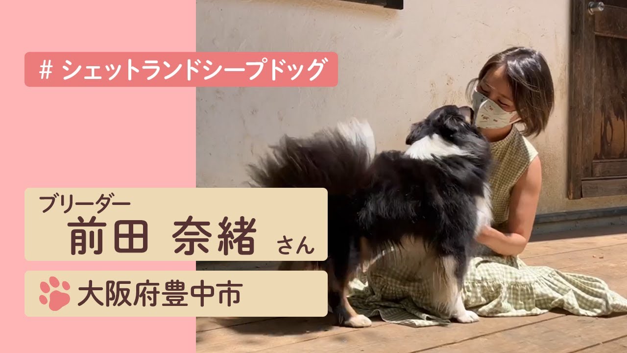 大自然でのびのび育った元気なシェルティたち♪前田奈緒ブリーダーの犬舎を訪問
