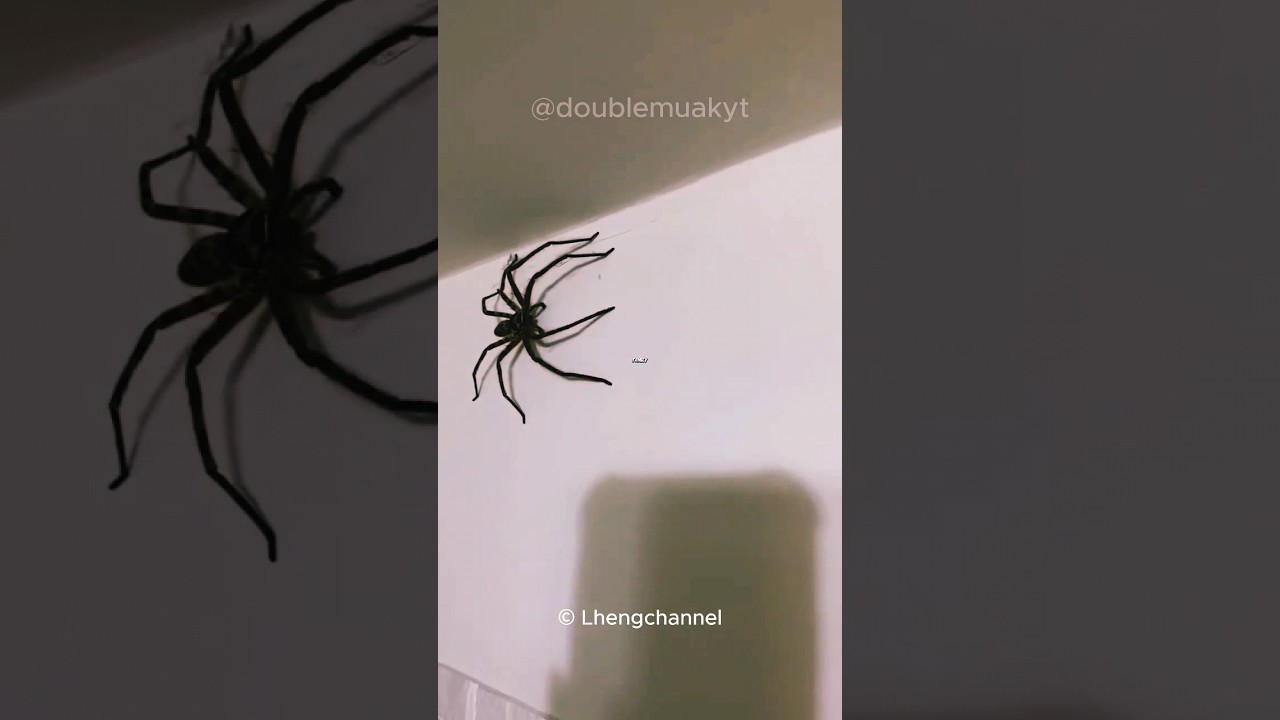 LOOK, Who's on my WALL ! 👽 🕷️  #shorts