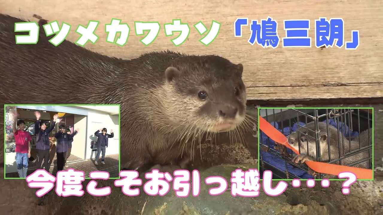 「今度こそ！桂浜水族館のコツメカワウソ『鳩三朗』が香川へのお引越しに再チャレンジ！」2023/12/7放送