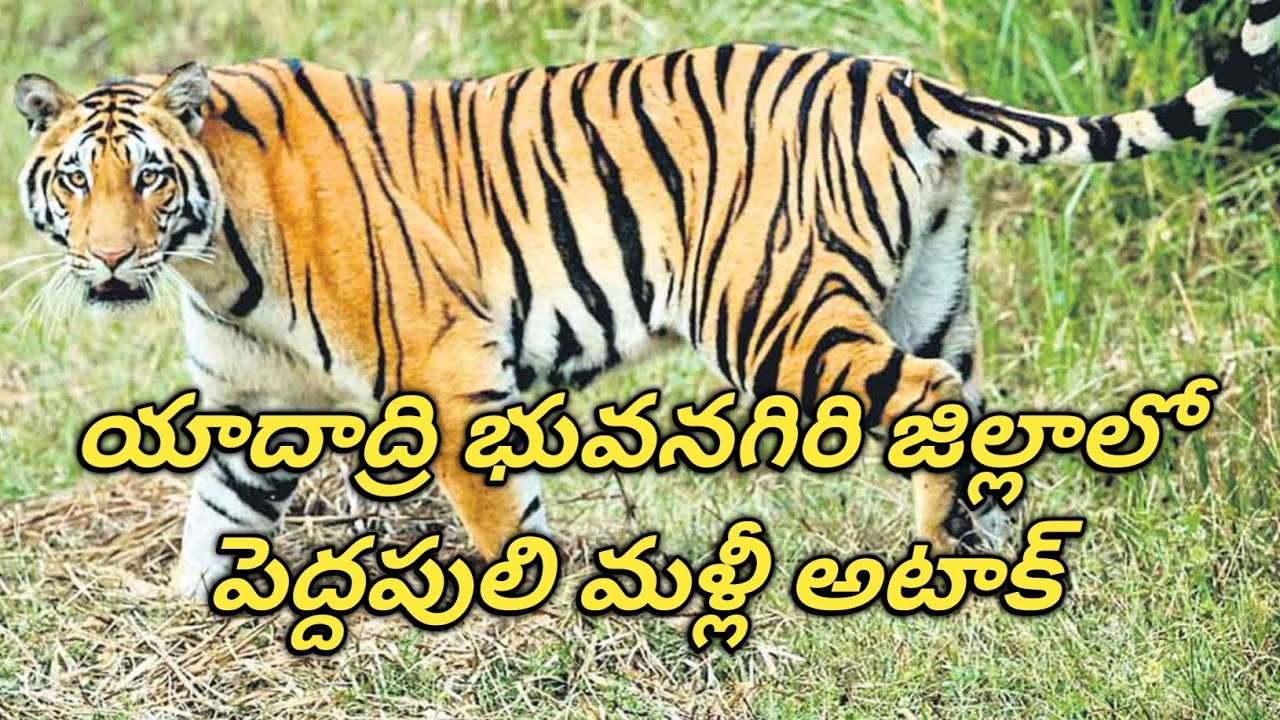 యాదాద్రి భువనగిరి జిల్లాలో పెద్దపులి మళ్లీ దాడి.. పులి సంచారం తీవ్ర కలకలం 