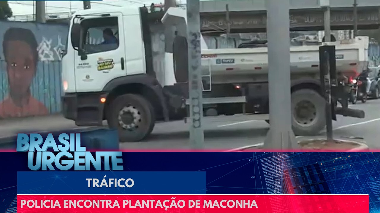 Policia flagra planta&ccedil;&atilde;o de maconha e precisa de caminh&atilde;o para apreender a droga | Brasil Urgente