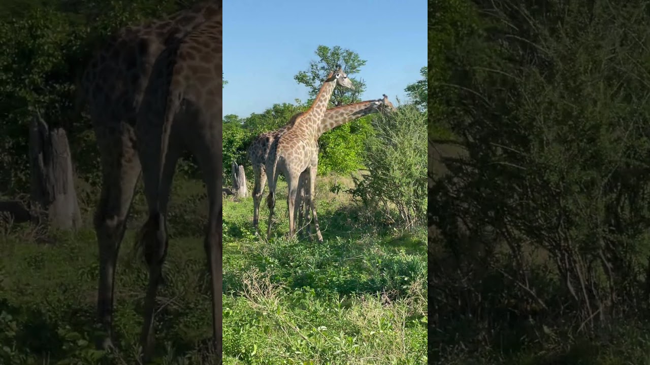 Safari Movement & Rhythm | Botswana Wildlife  