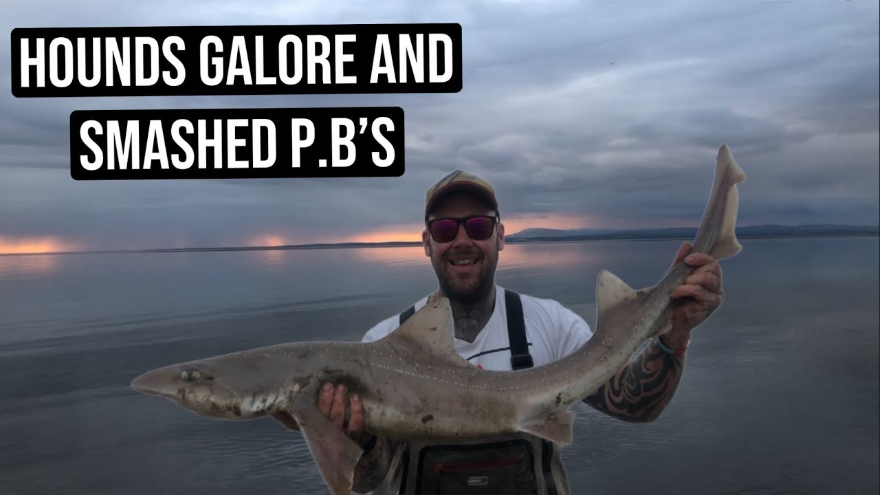 Smoothound fishing from the shore at low tide