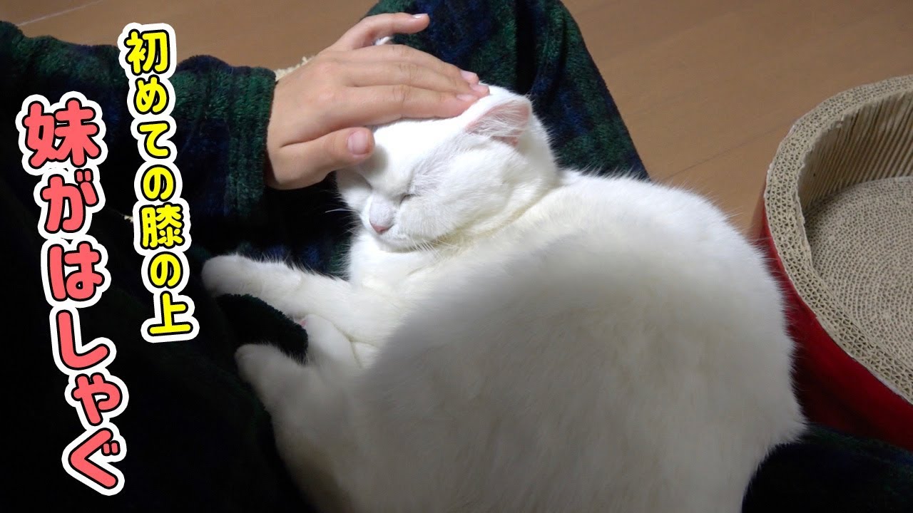 妹の膝の上でも寝てくれるようになりました！