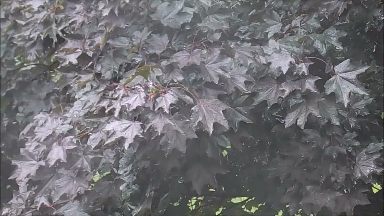 A Rainy Day in Berwyn, PA