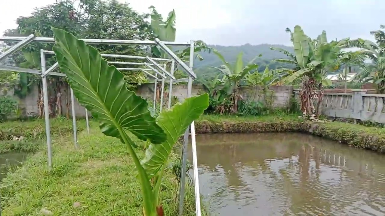 JUAL RUMAH DAN KOLAM IKAN Di TENJOLAYA BOGOR