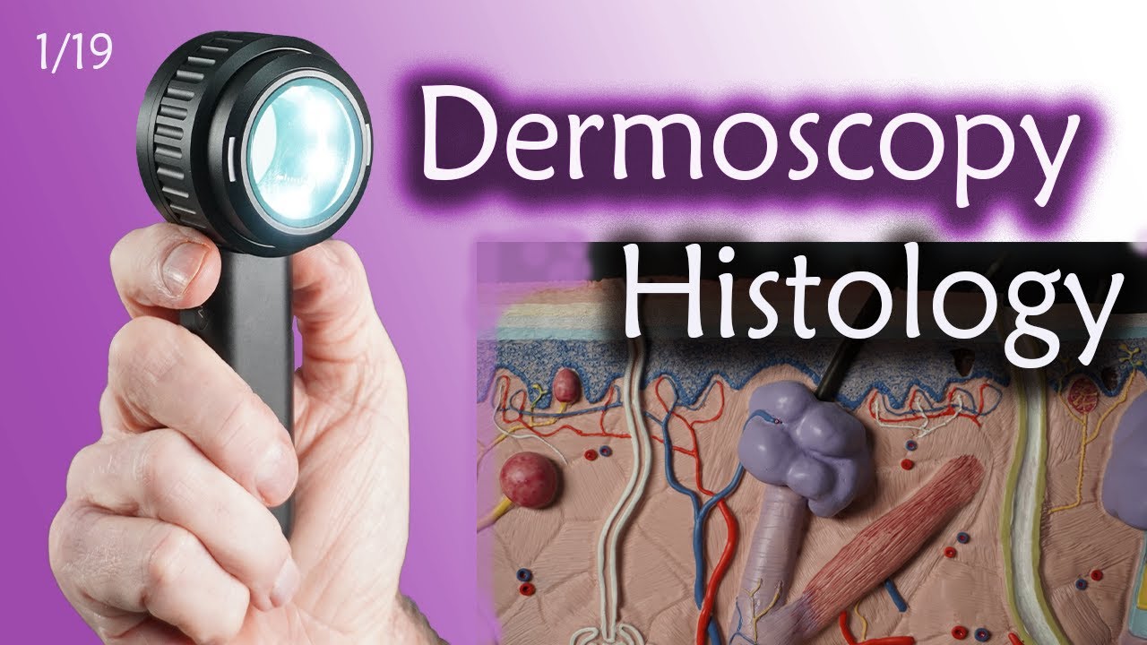 Less than 5 minutes to Master essential histology for Dermoscopy