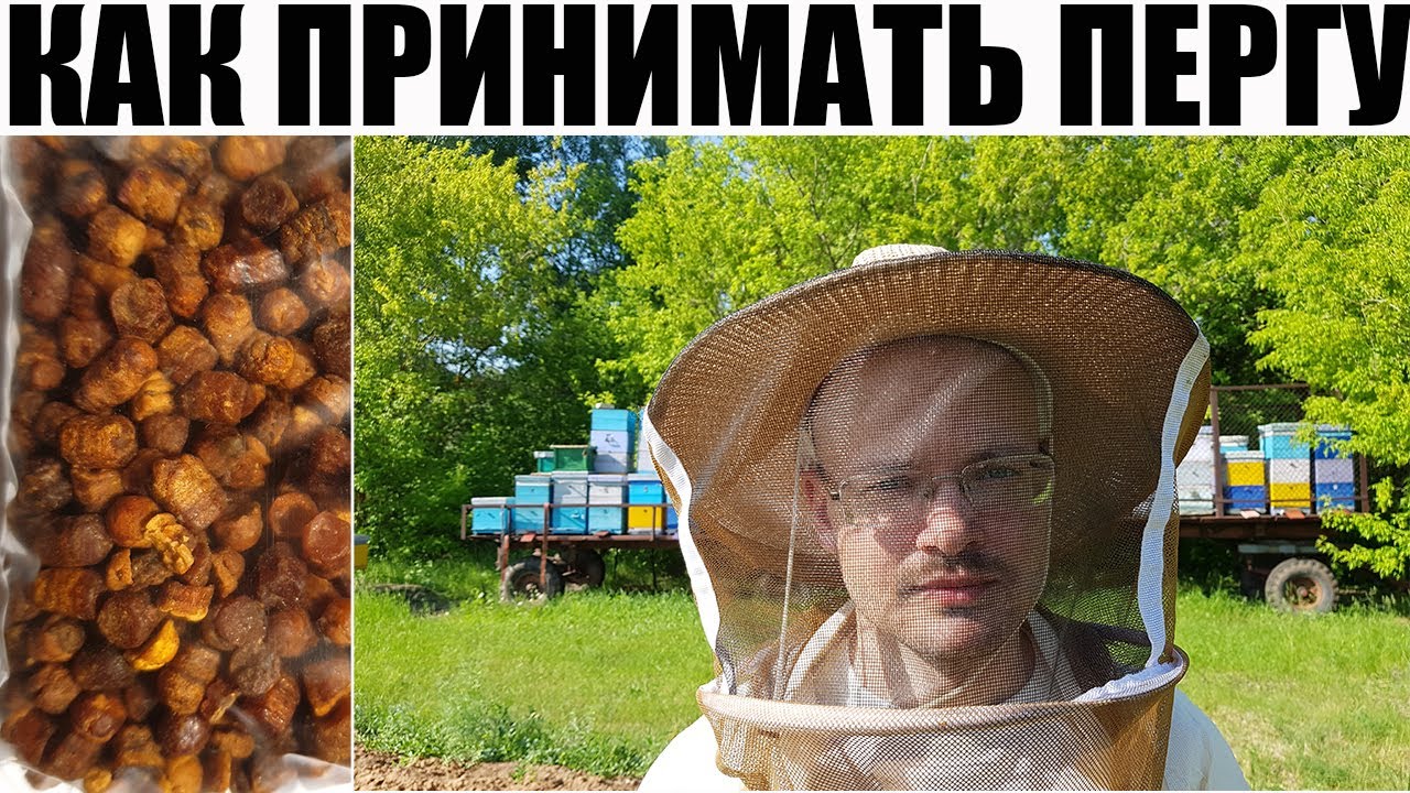 КАК ПРИНИМАТЬ ПЕРГУ: ДОЗИРОВКИ.