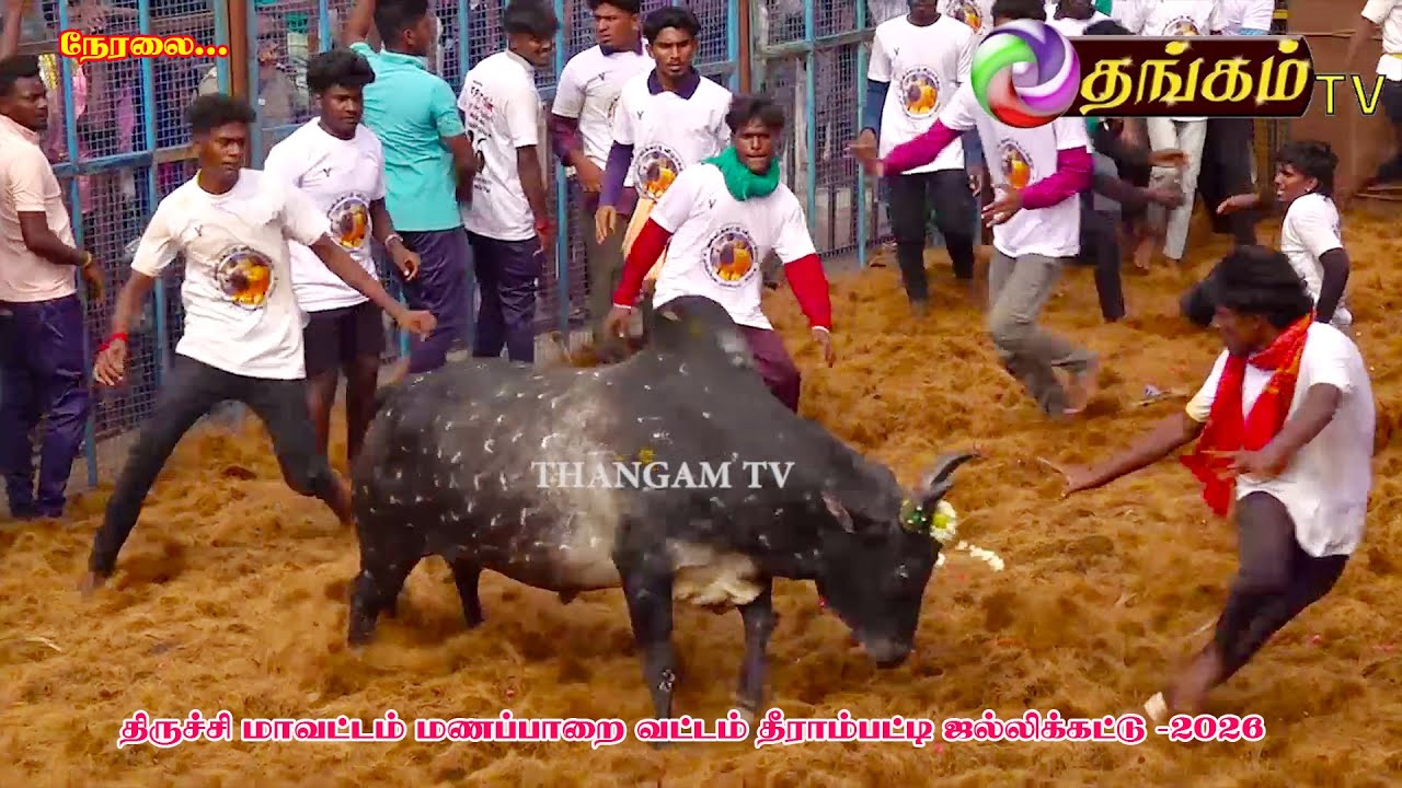 மணப்பாறை தீராம்பட்டி ஜல்லிக்கட்டு 2026 தங்கம்மணவை, நேரலை Manaparai  jallikattu 2026 trichy distric