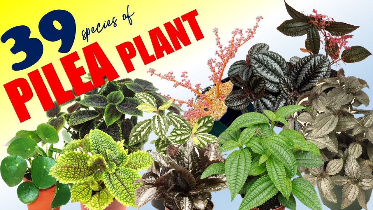 39 PILEA PLANT VARIETIES | HERB STORIES