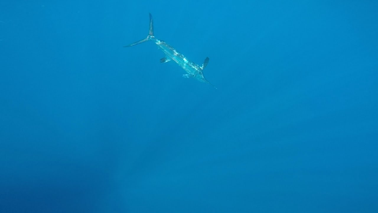 Seize the Adventure: Dive into the Ultimate Fishing Experience