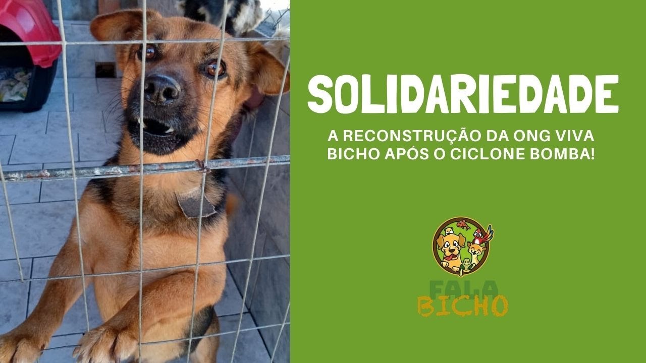 A SOLIDARIEDADE QUE FAZ A DIFEREN&Ccedil;A - ONG VIVA BICHO