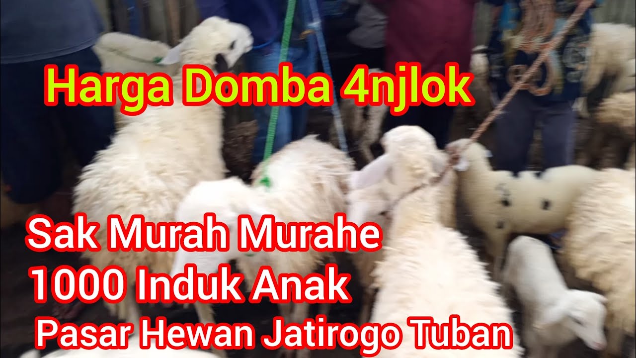 Sak Murah Murahe‼️1000 Dapat Domba Induk Anak ‼️ Pasar Hewan Jatirogo Tuban Jawa Timur